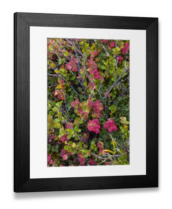 Framed Print : Greenland, Eqip Sermia. Dwarf birch and other tundra plants Framed Print : Greenland, Eqip Sermia. Dwarf birch and other tundra plants