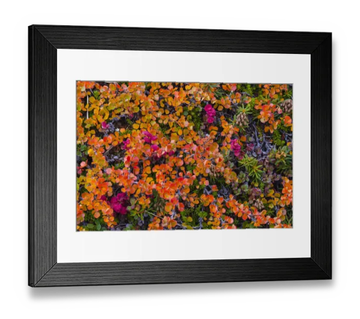 Framed Print : Greenland, Eqip Sermia. Dwarf birch in fall color