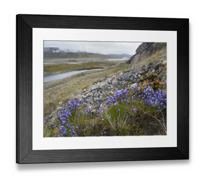 Framed Print : Harebell or Bluebell, background is tundra with braided river and delta near Eqip Framed Print : Harebell or Bluebell, background is tundra with braided river and delta near Eqip