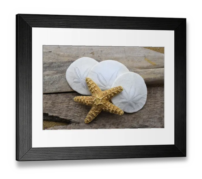 Framed Print : Sand dollar and starfish still-life Framed Print : Sand dollar and starfish still-life