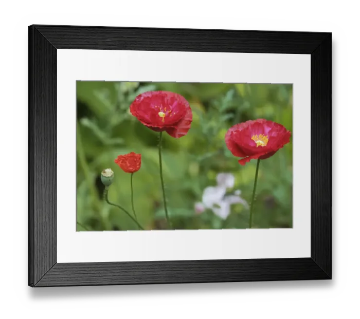 Framed Print : Red poppy flowers Framed Print : Red poppy flowers