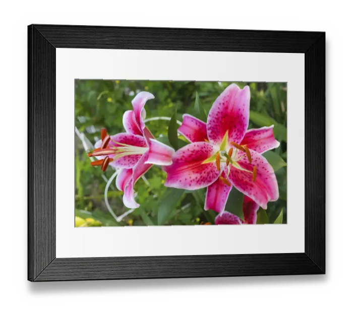 Framed Print : Magenta Stargazer lily Framed Print : Magenta Stargazer lily