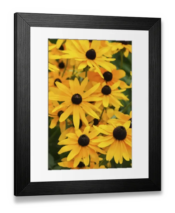 Framed Print : Black-eyed Susan flowers Framed Print : Black-eyed Susan flowers