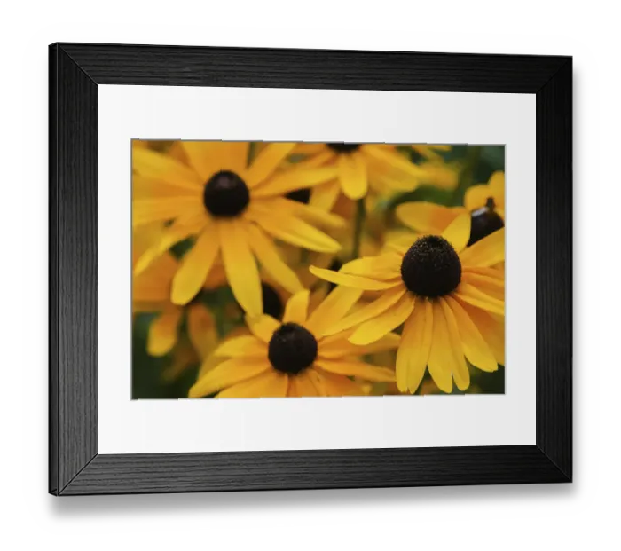 Framed Print : Black-eyed Susan flowers Framed Print : Black-eyed Susan flowers
