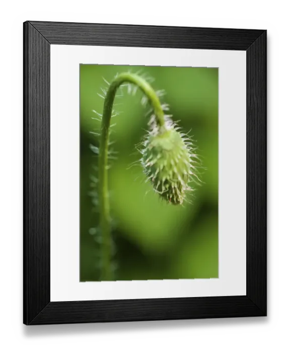 Framed Print : Poppy flower bud Framed Print : Poppy flower bud