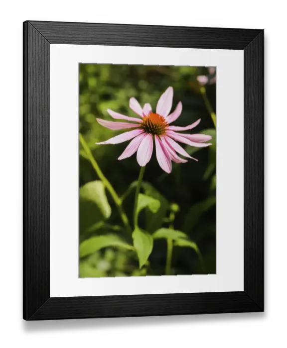 Framed Print : Purple coneflowers