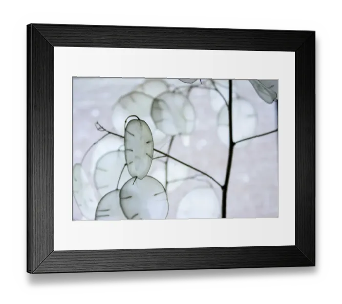 Framed Print : White money plant pods Framed Print : White money plant pods