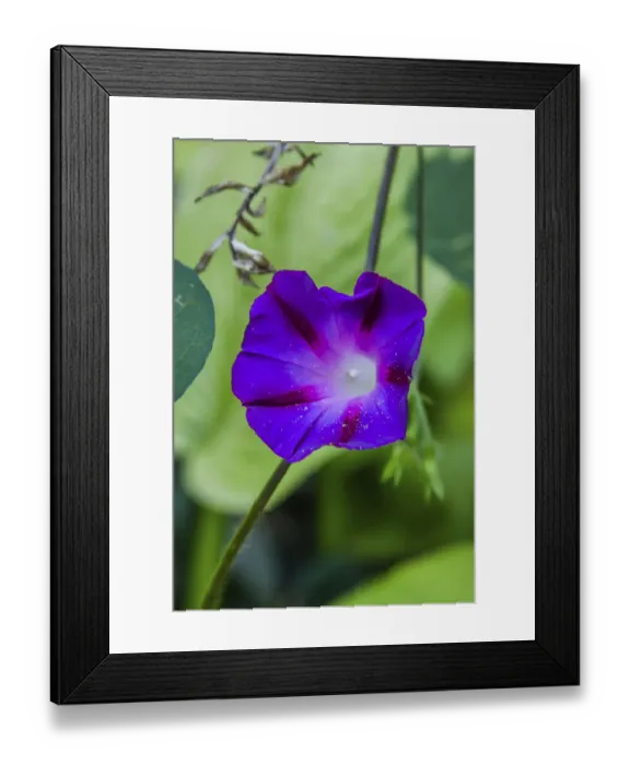 Framed Print : Purple morning glory Framed Print : Purple morning glory