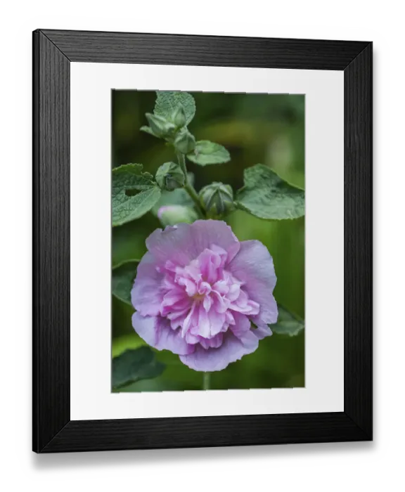 Framed Print : Pink hollyhock Framed Print : Pink hollyhock
