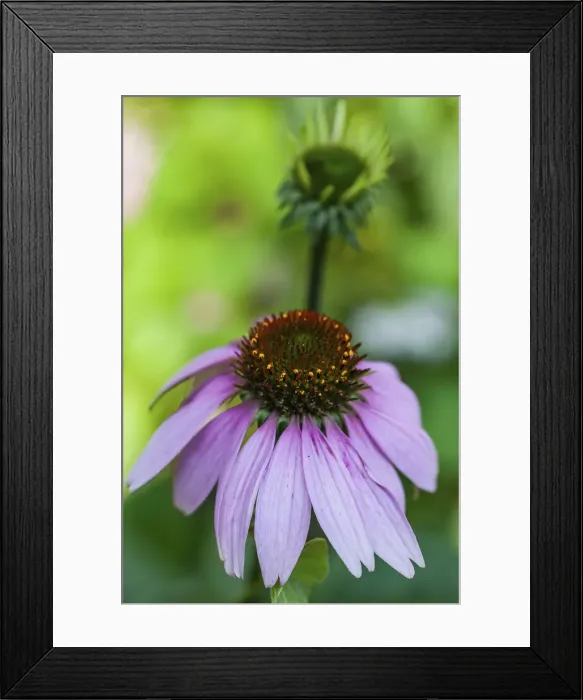Framed Print : Purple coneflower Framed Print : Purple coneflower