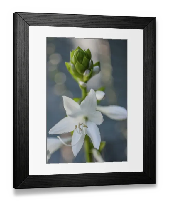 Framed Print : Hosta bloom Framed Print : Hosta bloom
