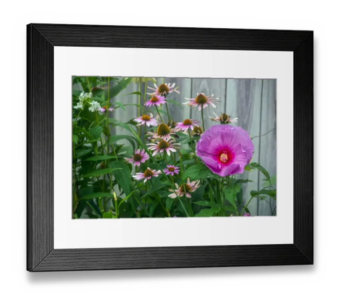 Framed Print : Summer garden flowers Framed Print : Summer garden flowers