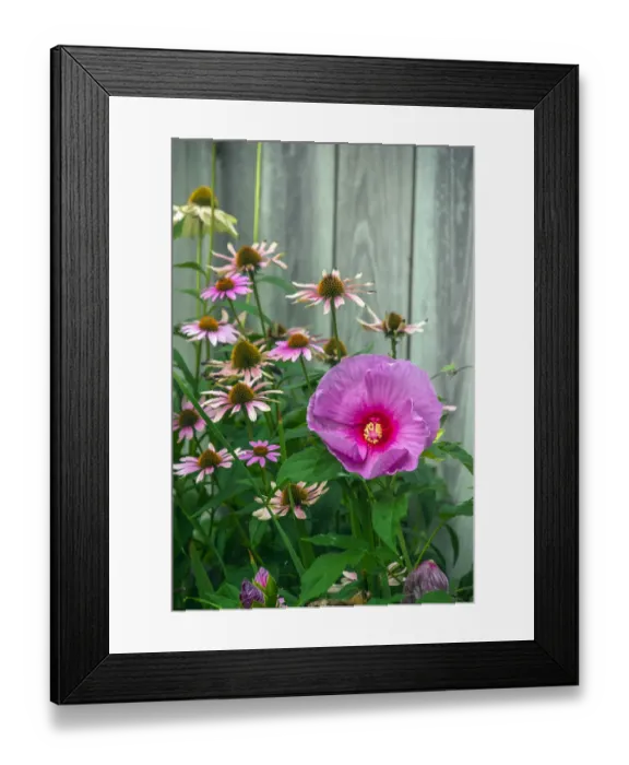 Framed Print : Summer garden flowers Framed Print : Summer garden flowers