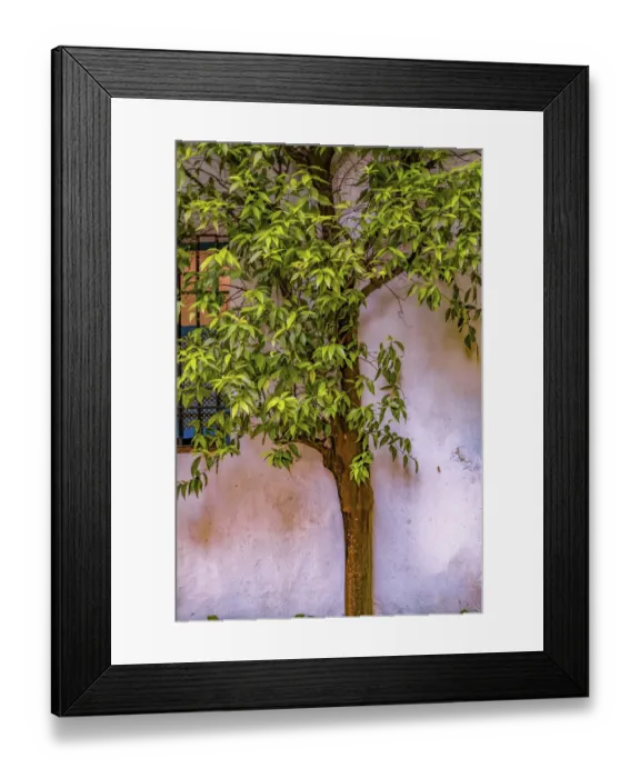 Framed Print : Tree and wall Framed Print : Tree and wall