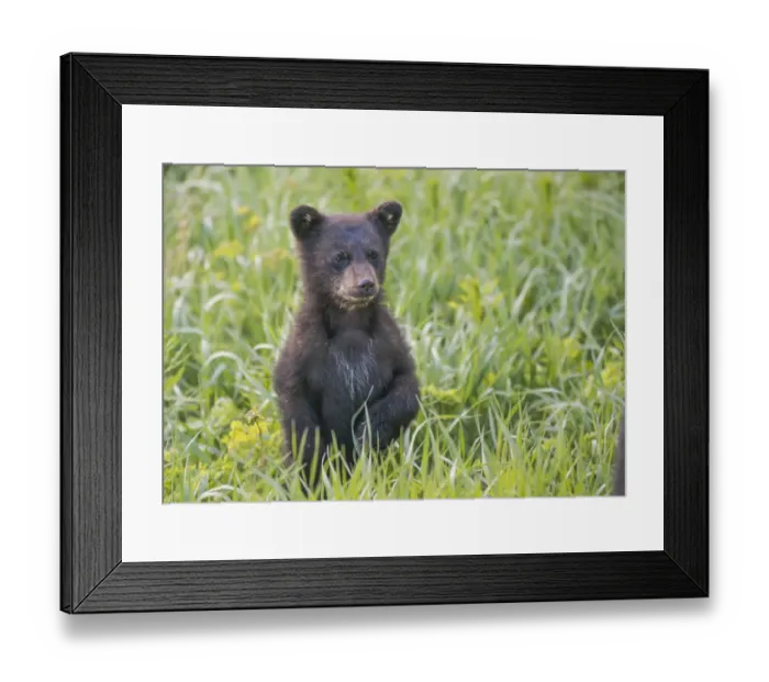 Framed Print : Black bear cub in spring
