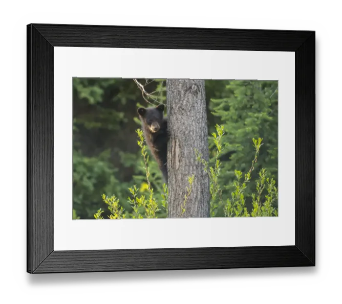 Framed Print : Black bear cub in tree Framed Print : Black bear cub in tree