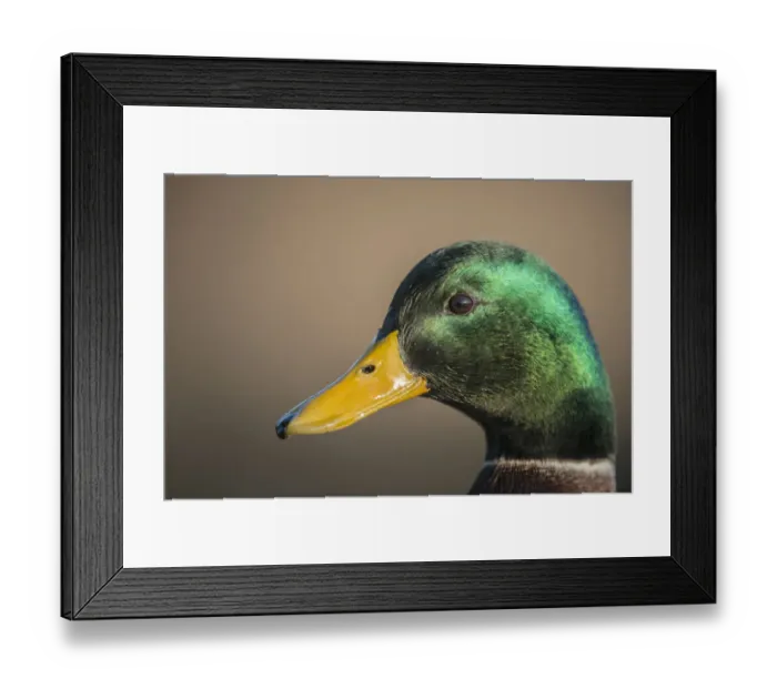 Framed Print : The mallard is a dabbling duck that breeds throughout the temperate and subtropical Americas