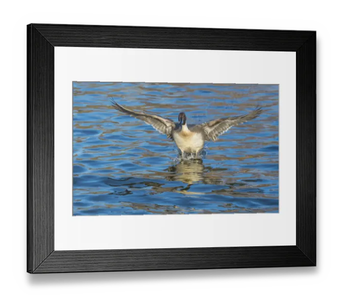 Framed Print : The northern pintail is a duck with wide geographic distribution that breeds in Framed Print : The northern pintail is a duck with wide geographic distribution that breeds in