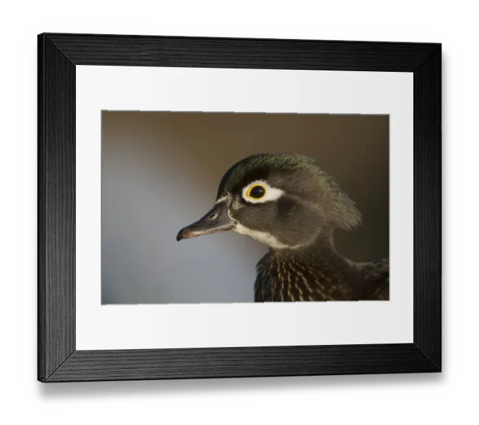 Framed Print : Wood duck female, close-up of head Framed Print : Wood duck female, close-up of head