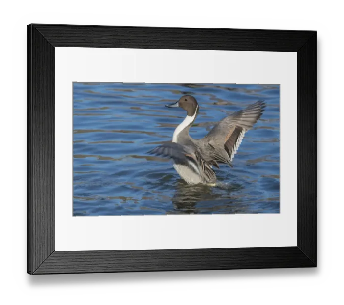 Framed Print : The northern pintail is a duck with wide geographic distribution that breeds in Framed Print : The northern pintail is a duck with wide geographic distribution that breeds in