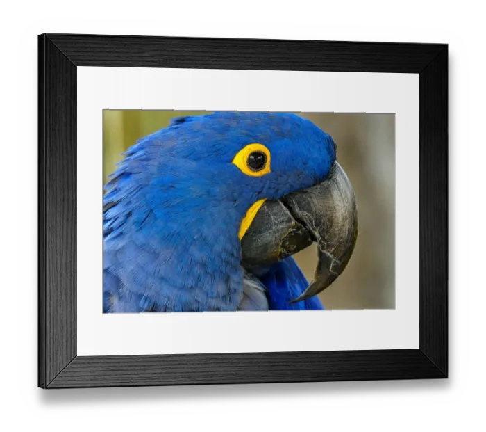 Framed Print : Blue Hyacinth Macaw, Anodorhynchus hyacinthinus