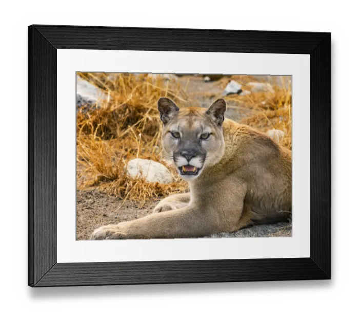 Framed Print : Mountain Lion, Cougar, Puma concolor Framed Print : Mountain Lion, Cougar, Puma concolor