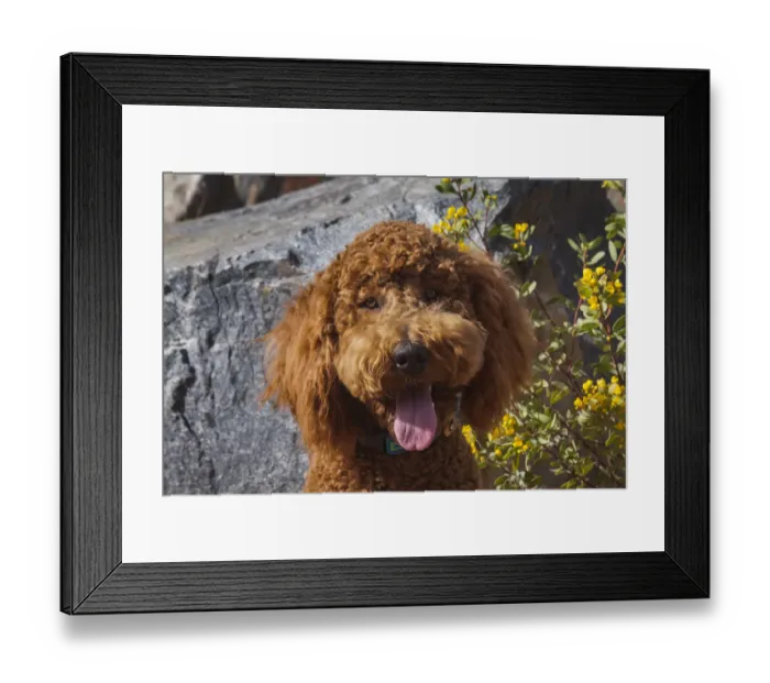 Framed Print : Labradoodle in a desert garden Framed Print : Labradoodle in a desert garden