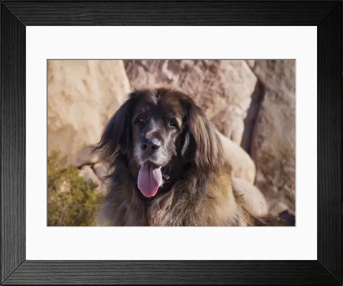 Framed Print : Leonberger on granite boulders