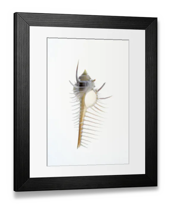 Framed Print : Carits Murex shell. Sea snail Framed Print : Carits Murex shell. Sea snail