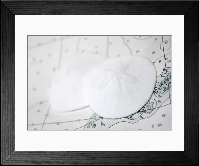 Framed Print : Sand dollars on nautical chart Framed Print : Sand dollars on nautical chart