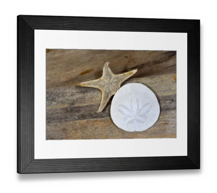 Framed Print : Sand dollar and starfish still-life Framed Print : Sand dollar and starfish still-life