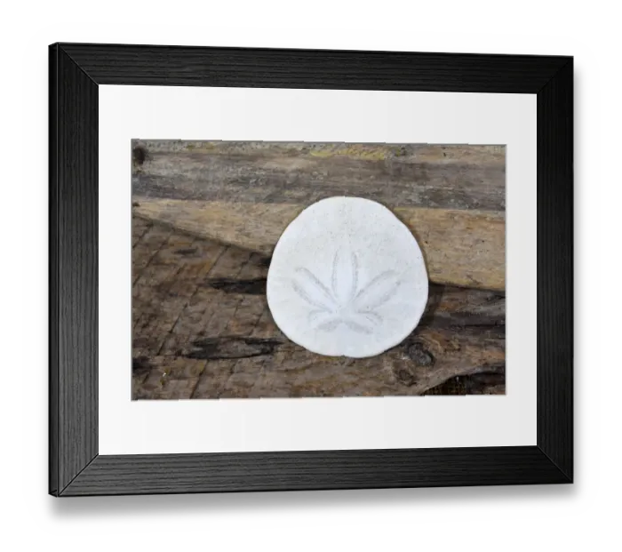 Framed Print : Sand dollar still-life
