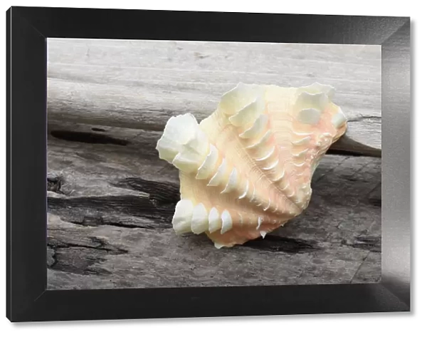 Ruffled Clam shell - Tridacna Squamosa