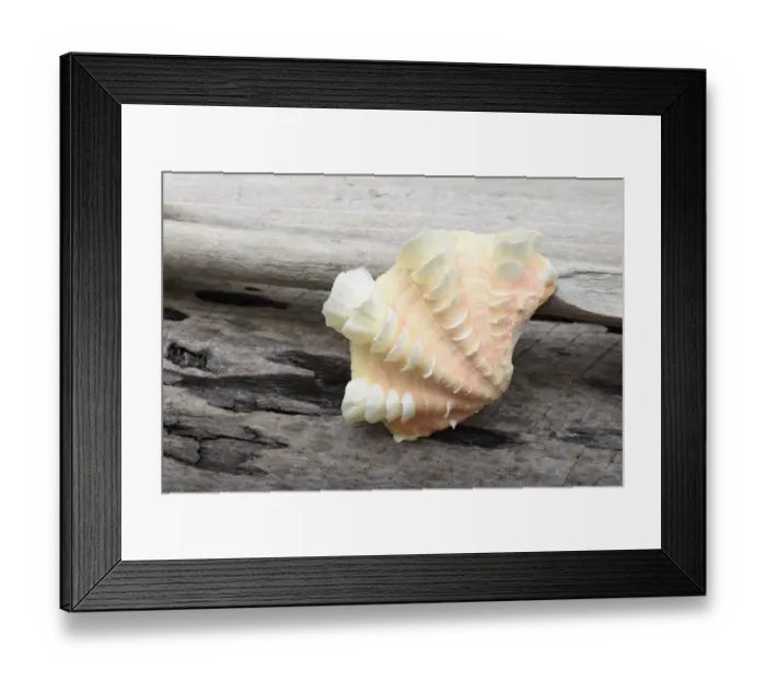 Framed Print : Ruffled Clam shell - Tridacna Squamosa Framed Print : Ruffled Clam shell - Tridacna Squamosa
