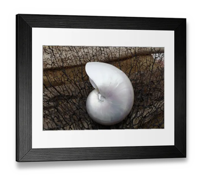 Framed Print : Whole Pearl Nautilus Shell Framed Print : Whole Pearl Nautilus Shell