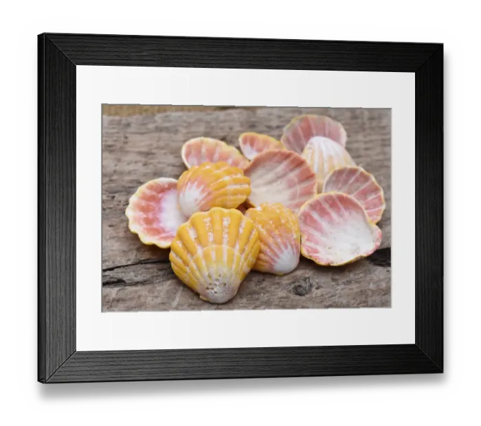 Framed Print : Hawaiian sunrise shells