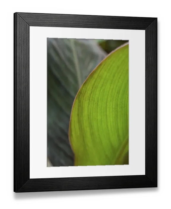 Framed Print : Canna leaf close-up Framed Print : Canna leaf close-up