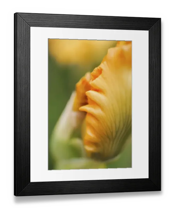 Framed Print : Peach bearded iris Framed Print : Peach bearded iris