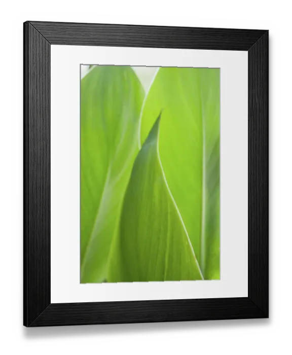 Framed Print : Canna leaf close-up