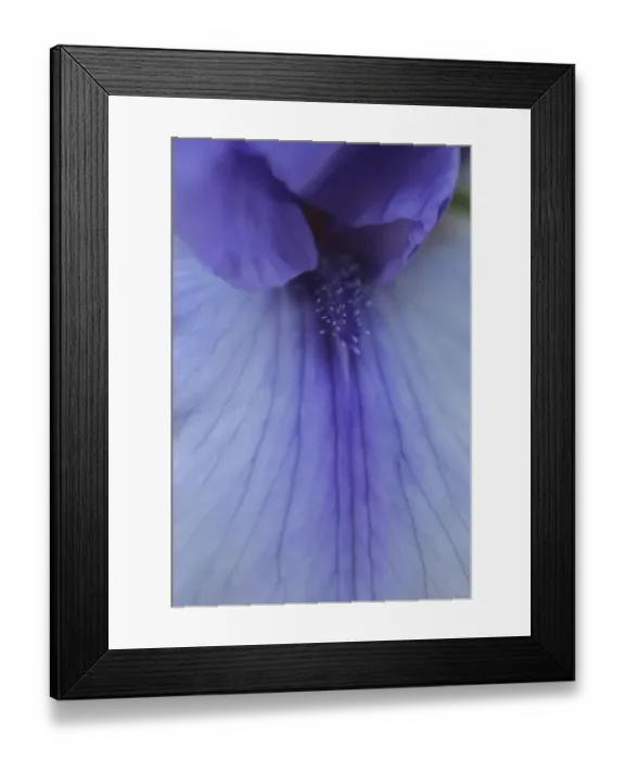 Framed Print : Lavender bearded iris Framed Print : Lavender bearded iris