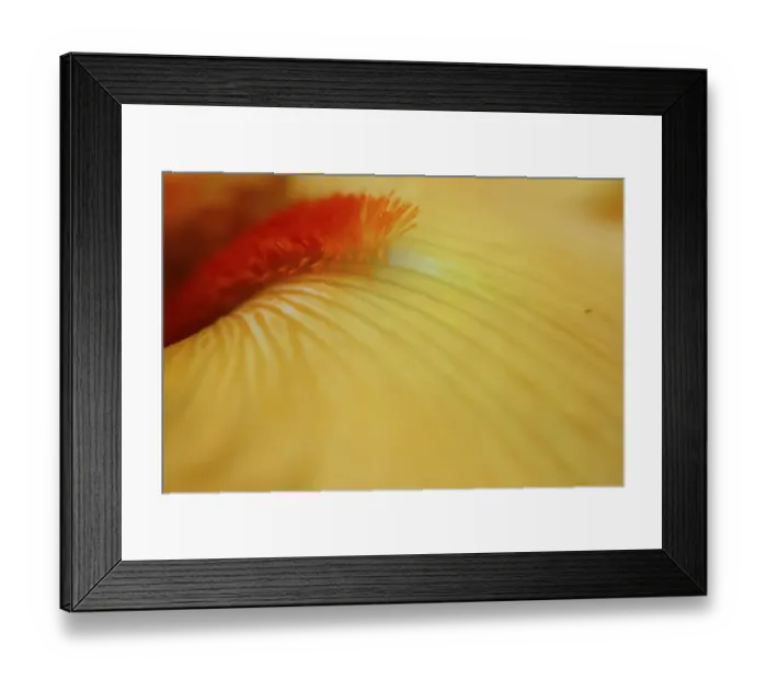 Framed Print : Peach bearded iris Framed Print : Peach bearded iris