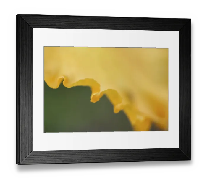 Framed Print : Peach bearded iris Framed Print : Peach bearded iris