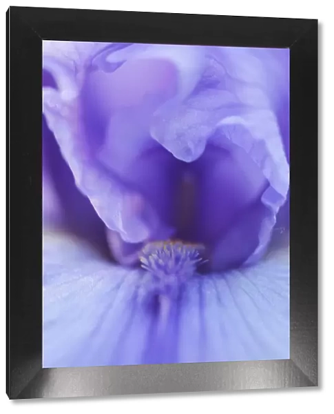 Lavender bearded iris