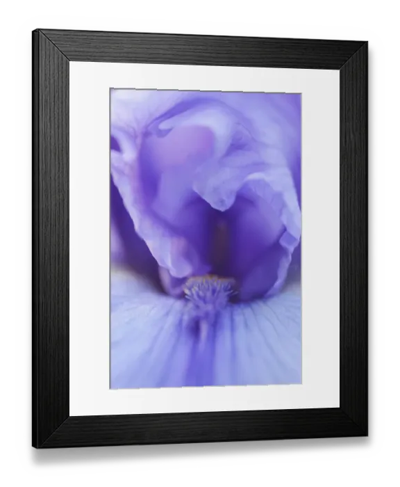Framed Print : Lavender bearded iris Framed Print : Lavender bearded iris