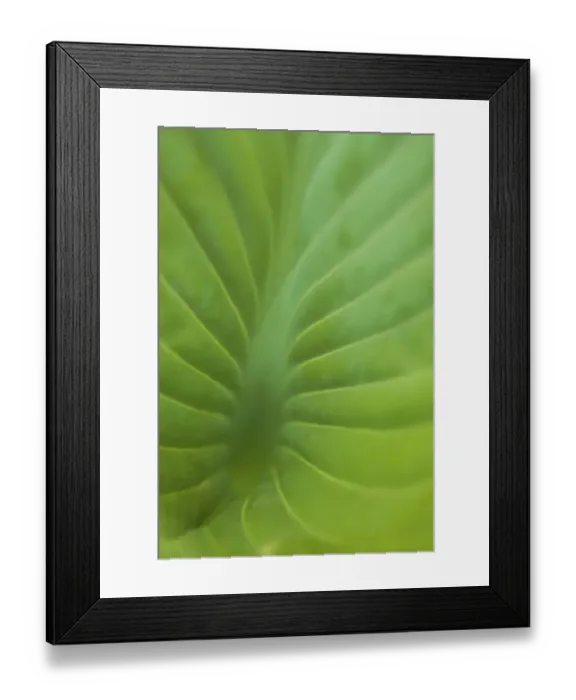 Framed Print : Hosta leaf detail Framed Print : Hosta leaf detail
