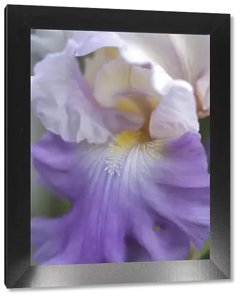 Pale lavender bearded iris close-up
