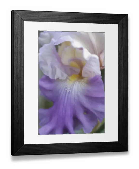 Framed Print : Pale lavender bearded iris close-up Framed Print : Pale lavender bearded iris close-up