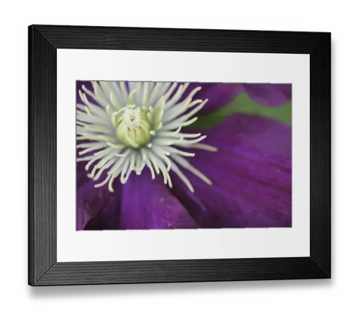Framed Print : Purple clematis bloom Framed Print : Purple clematis bloom