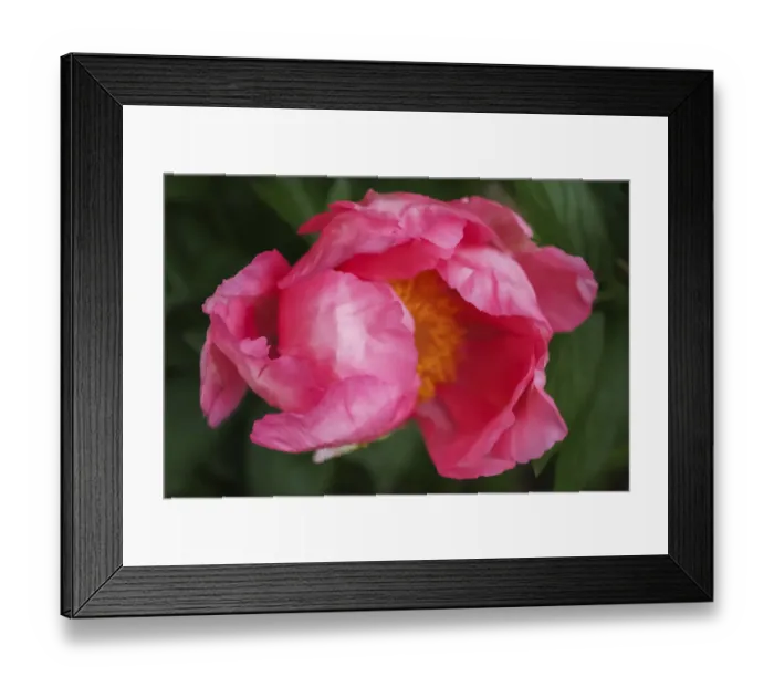 Framed Print : Pink peony bloom