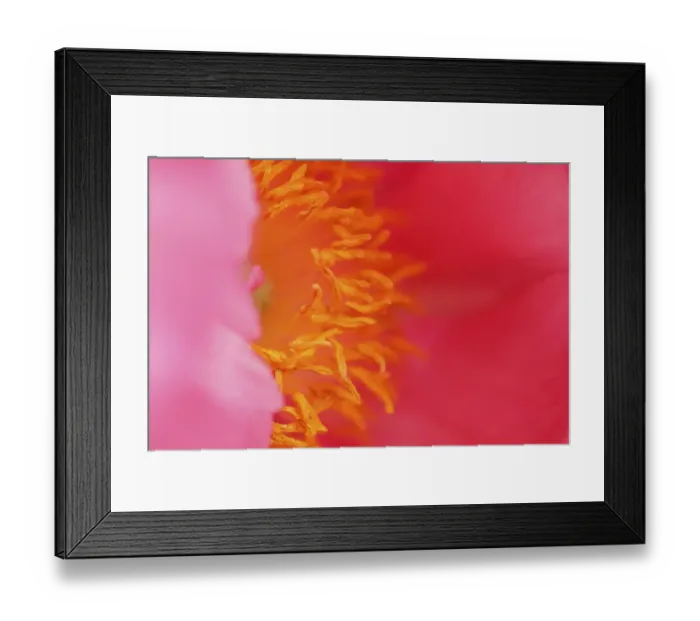Framed Print : Pink peony bloom Framed Print : Pink peony bloom